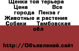Щенки той терьера › Цена ­ 10 000 - Все города, Пенза г. Животные и растения » Собаки   . Тамбовская обл.